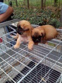 沛县狗市爆料事件最新,真相与争议交织，宠物市场乱象引发社会关注